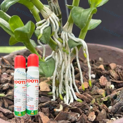 Root new siêu kích rể