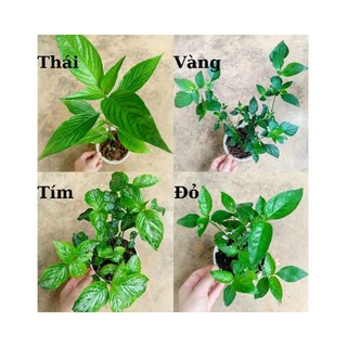 Cây lá cẩm đủ 4 màu tím, đỏ, vàng, thái nấu xôi chè tạo màu thực phẩm