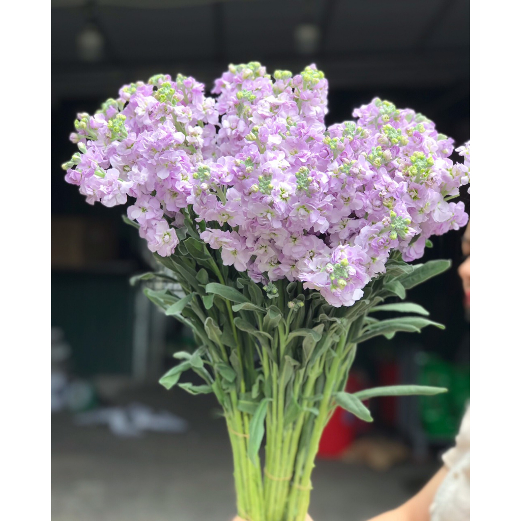 Hoa phi yến các màu | Ship hoả tốc| Hoa tươi Gifarm