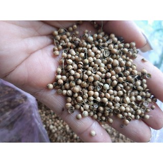 Hạt mùi trồng cây hoặc nấu phở, tắm sởi.