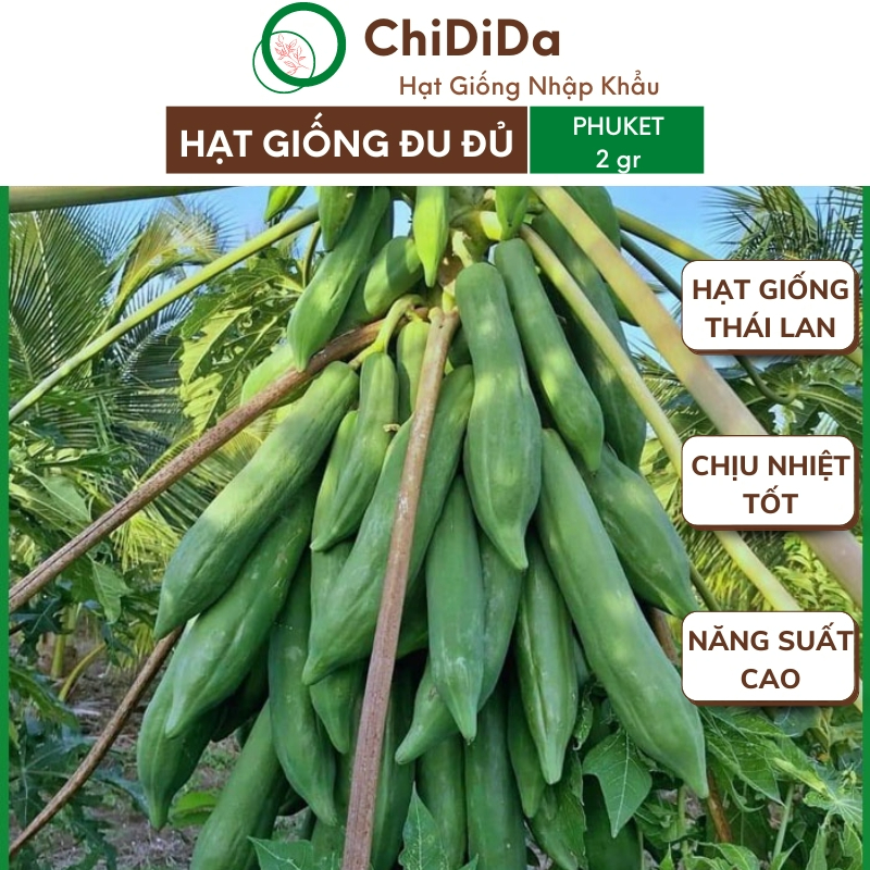 Hạt giống đu đủ Chidida giống Phuket ruột đỏ trái dài siêu lùn siêu ngọt nhập khẩu Thái Lan gói khoảng 2gr