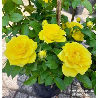 Cây hoa hồng vàng siêu nụ.