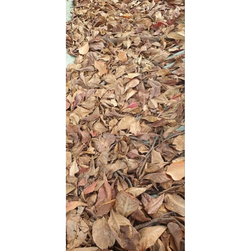 Sỉ Lá Bàng Khô Rụng tự nhiên 1kg