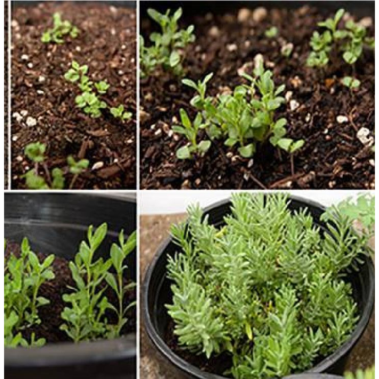 Hạt giống hoa oải hương  f1- gói 100 hạt-tặng kèm gói kích mầm