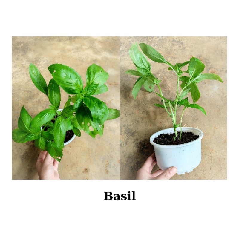 Cây giống húng tây Basil