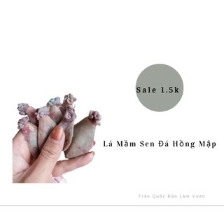 Lá mầm sen đá hồng mập - trần quốc bảo làm vườn