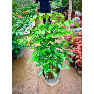 Cây hạnh phúc cao 1m(ảnh thật ).