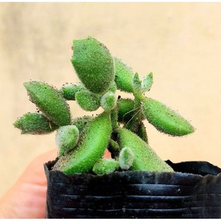 Sen đá Tay Gấu size bầu