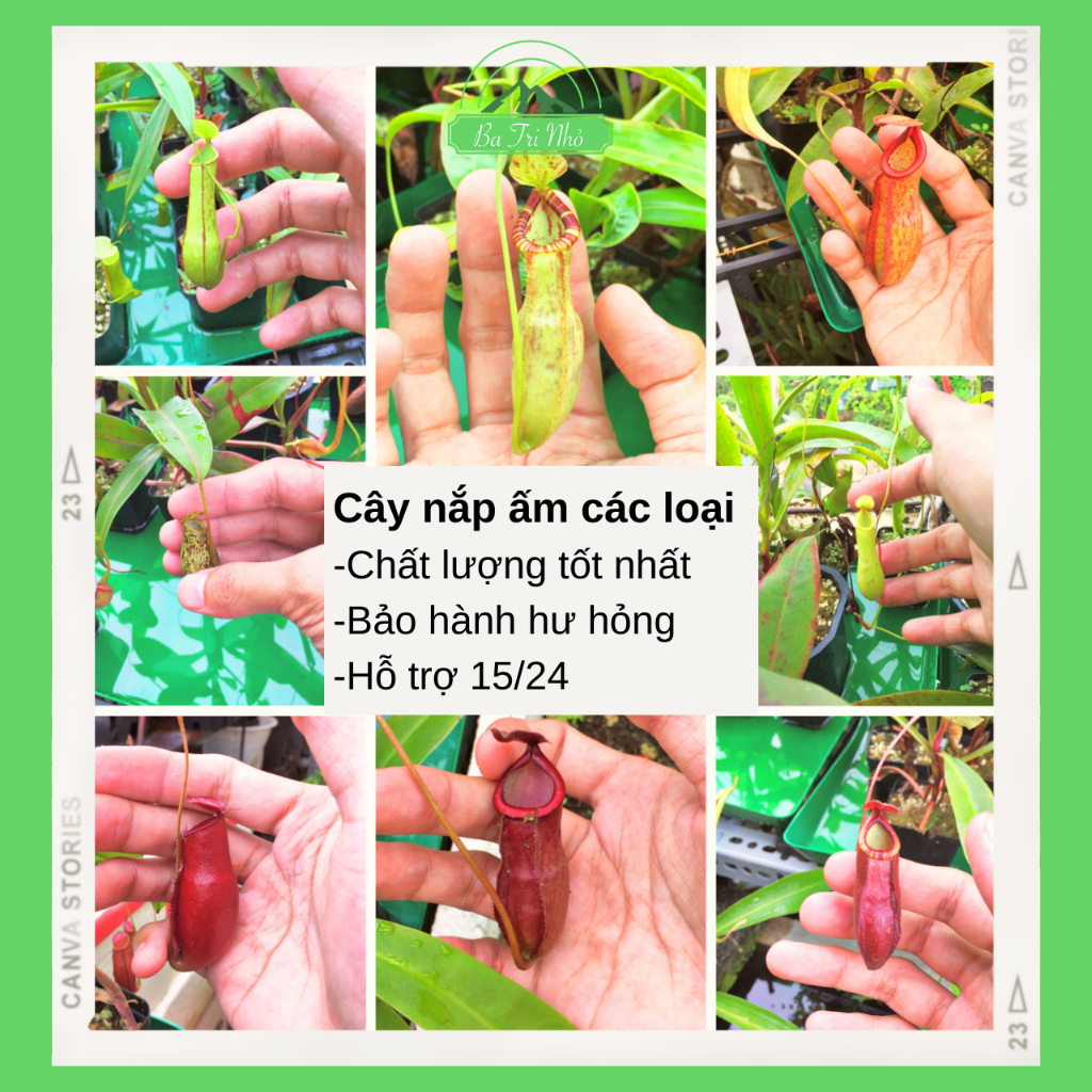Cây bắt mồi ăn thịt nắp ấm các loại (cỡ nhỏ-trưởng thành sắp ra hoa) I Ba Tri Nhỏ
