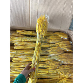 Bó Lúa, Bông Lúa mạch sấy khô loại 1, 1 bó (100 bông)