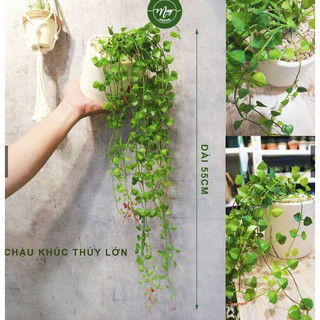 Cành dây rũ khúc thủy giả