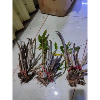 1 bó lan Báo Hỷ hoa tết (rừng gia lai)