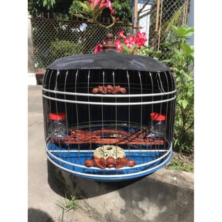 lồng cu gáy VIP size 40cm