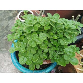Cỏ Lan Chi lá dài- Cây Dây Nhện nhánh nhỏ.