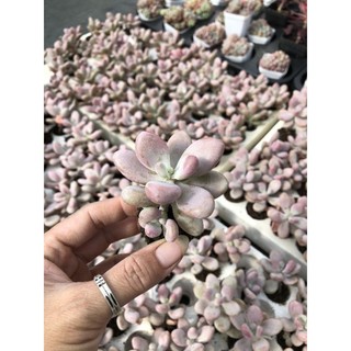 Sen đá Sỏi Hồng Mini