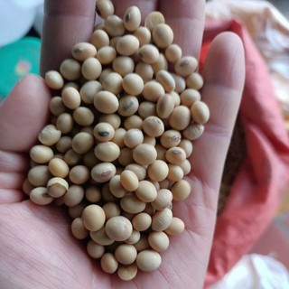 Combo 2kg đỗ tương nghiền bột