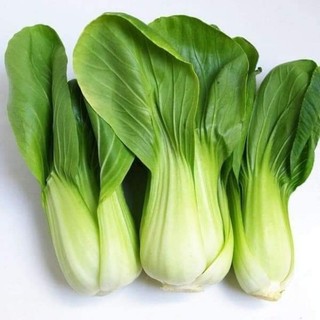 Hạt giống rau cải thìa