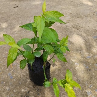 Cây ngãi bìm bịp
