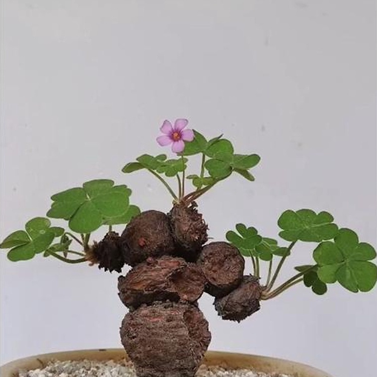 Củ giống cây ba lá hoa màu tím, hoa nhỏ - 3 Củ vtnn