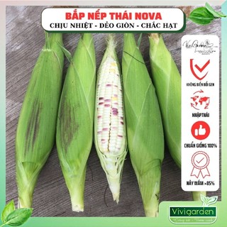 Gói 10gr Hạt giống bắp nếp Thái dẻo thơm từng hạt Nova giống lai tạo tự nhiên