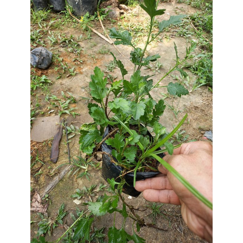 Cây cúc rủ vàng, trắng