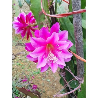 2 Lá nhật quỳnh tím Đà Lạt (25cm/lá)