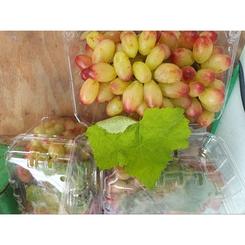 Nho Hồng Nhật Ninh Thuận