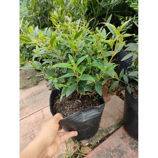 Chậu hoa sim tím ( hoa mua thái)