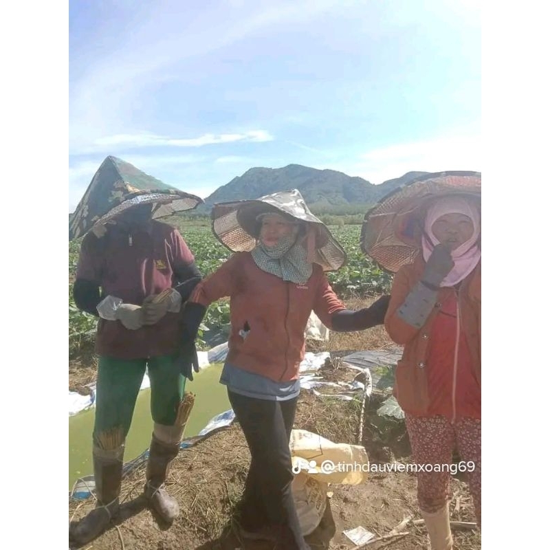 combo 3 nón bạc cách nhiệt (tặng chai dầu 3ml)