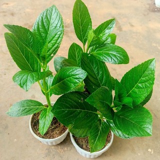 Cây hoa cẩm tú cầu giống đổi màu theo pH đất