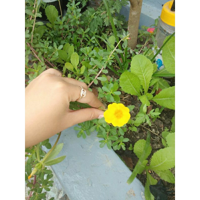 10 nhánh tươi hoa mười giờ