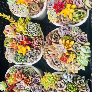 Sen Đá Mini (sen vỉ 3-5 cm)