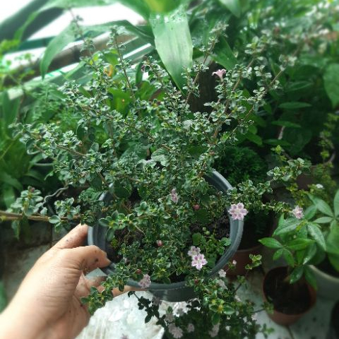 Hồng loan mai SIÊU BÔNG