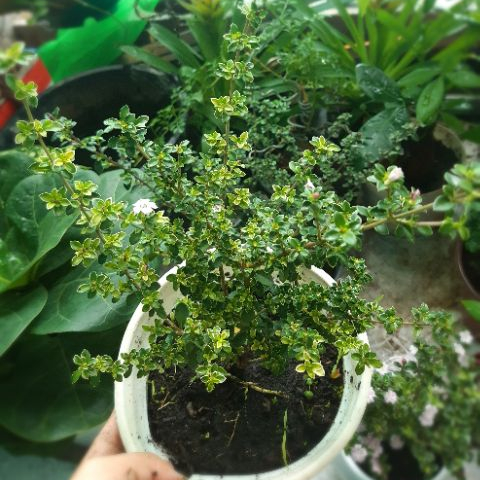 Hồng loan mai SIÊU BÔNG