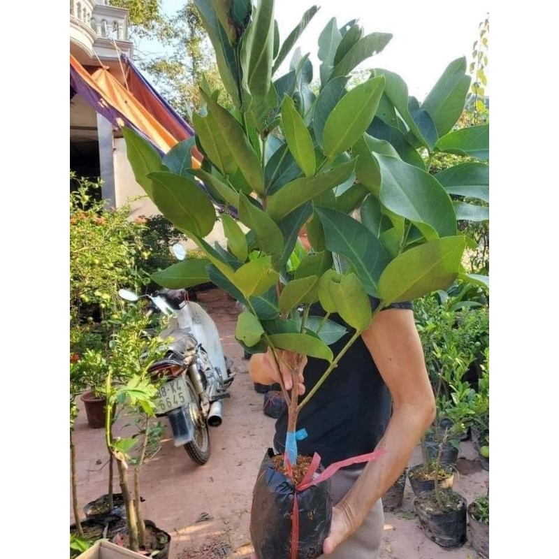 Cây giống mận xanh tam hoa