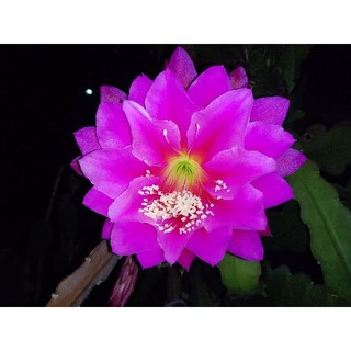 2 Lá nhật quỳnh tím Đà Lạt (25cm/lá)