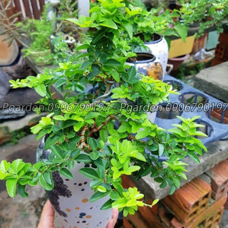 Cây kim quýt thái bonsai DÁNG ĐỔ CHẬU LU