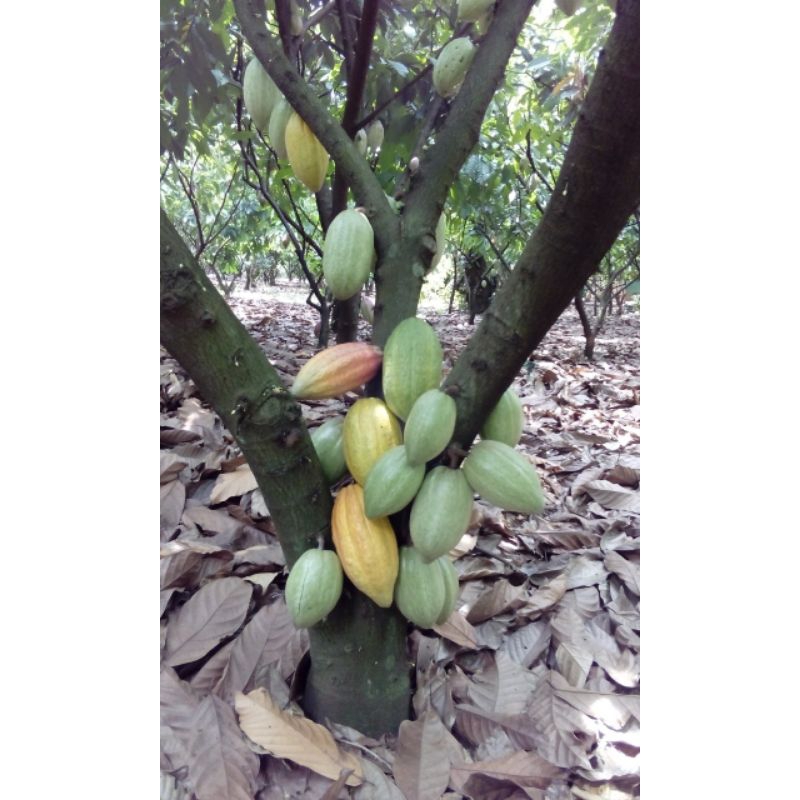 Trái cacao tươi (1kg)