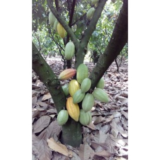 Trái cacao tươi
