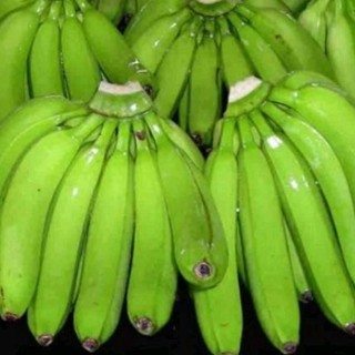 cây giống chuối già