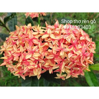 Cây giống bông trang, mẫu đơn đột biến, vàng đỏ
