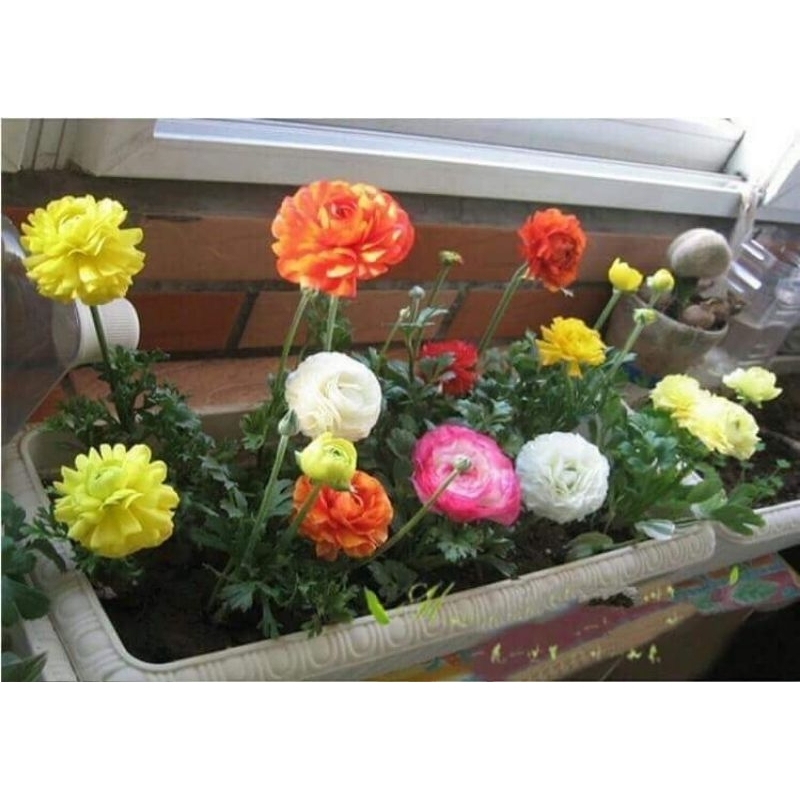 1 củ hoa mao lương