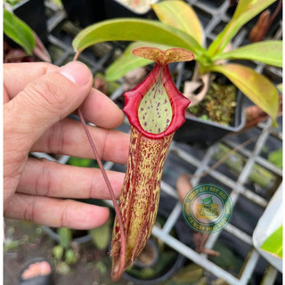 Cây bắt mồi, Cây nắp ấm Nepenthes Miranda phong thủy