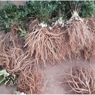 SÂM ĐƯƠNG QUY TƯƠI (SIZE 4-5 CỦ /1 KG )