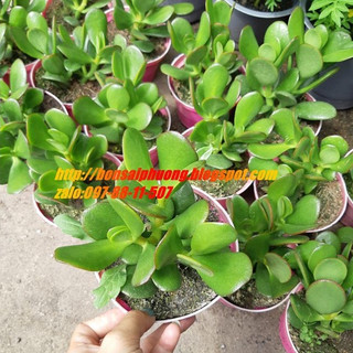 Cây ngọc bích MIX CHẬU để bàn