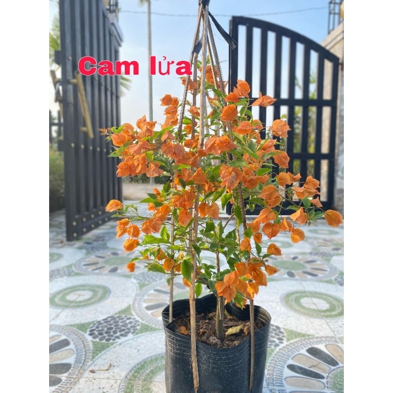 Cây Hoa Giấy ghép màu Cam Lửa, cao 40cm , đang hoa.