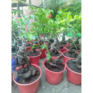 Cây khế bonsai gốc già, đẹp trên 3 năm tuổi