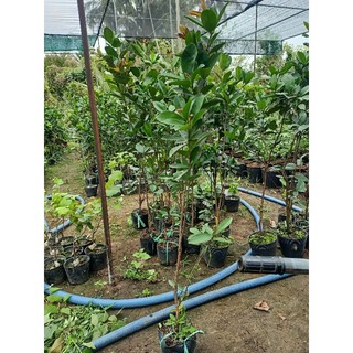 cây chery Brazil loại lớn