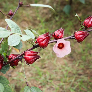 Hạt giống cây atiso đỏ