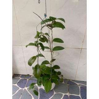 Cẩm cù mindorensis các màu trưởng thành sắp hoa